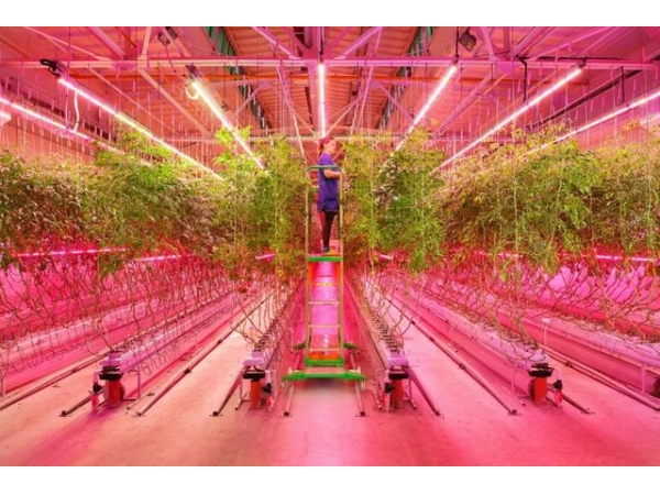 后疫情时代,LED植物照明是否会迎来转机?